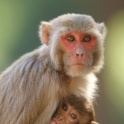 Wikimedia/Davidvraju