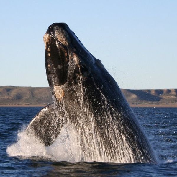 Wikimedia/Michaël Catanzariti