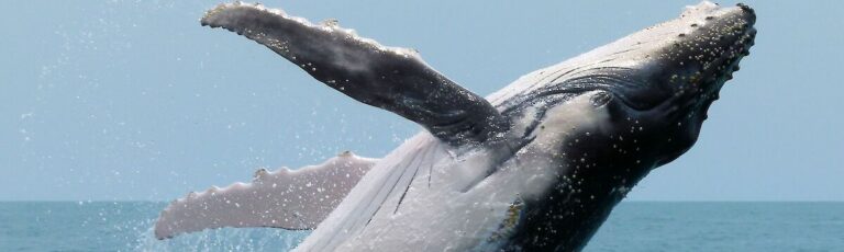 Bajo el mar se lo están pasando genial