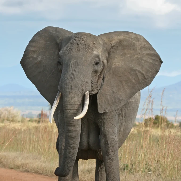Elephant