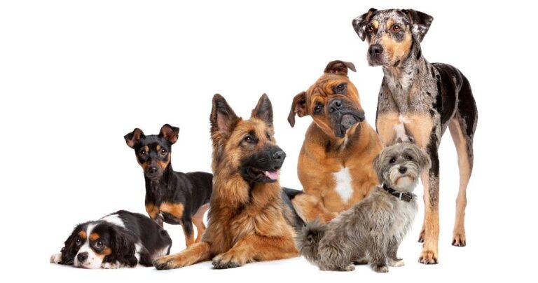 El amigo más bi de todos: los perros