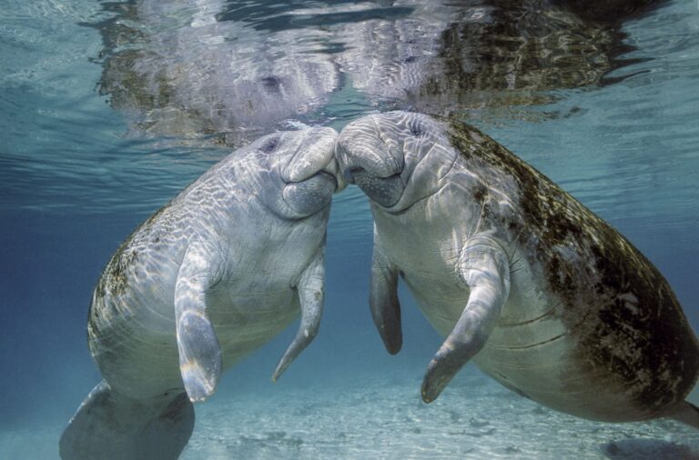 Manatees and the Art of Underwater Ragers