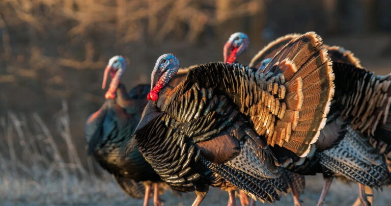 You’ll Never Think About Turkeys the Same Way Again