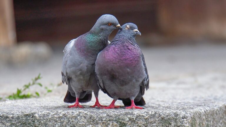 Bisexual Pigeons: From Aristotle to Tiktok