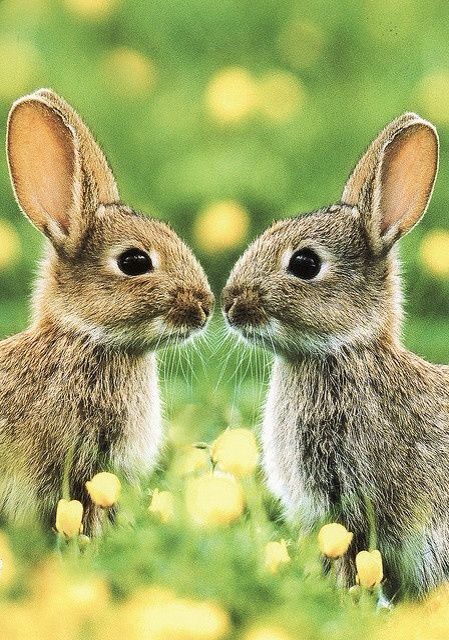 El amor entre conejitos no tiene límites