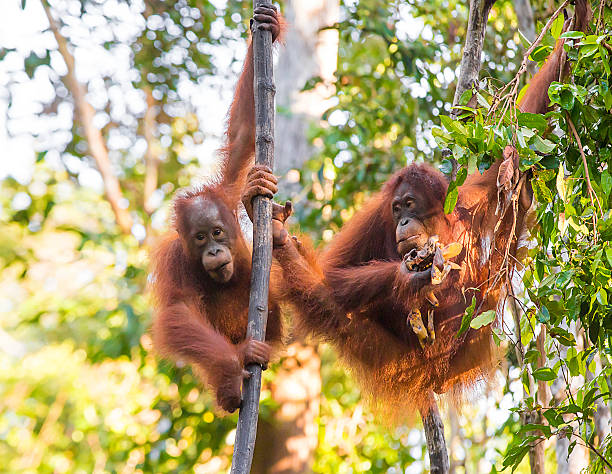 El club de los orangutanes que lo hacen en lo alto