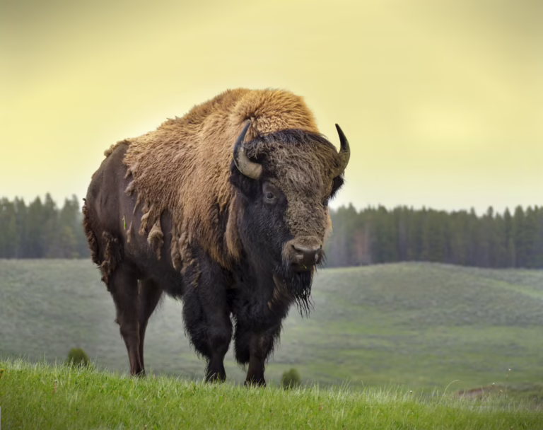 American bison in a pasture.