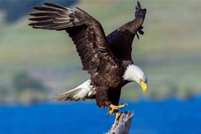 Clever Girls: Eagle throuples and bi raptors