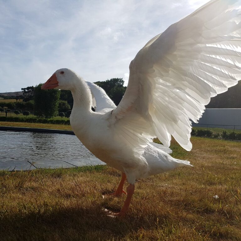 Thomas the Goose/WBRT