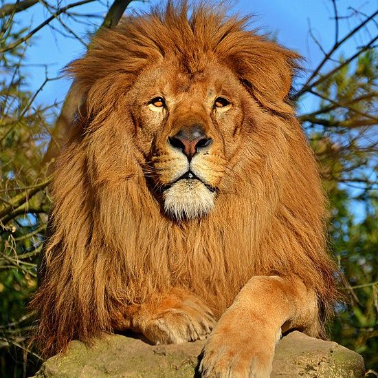 Wikimedia/Clément Bardot