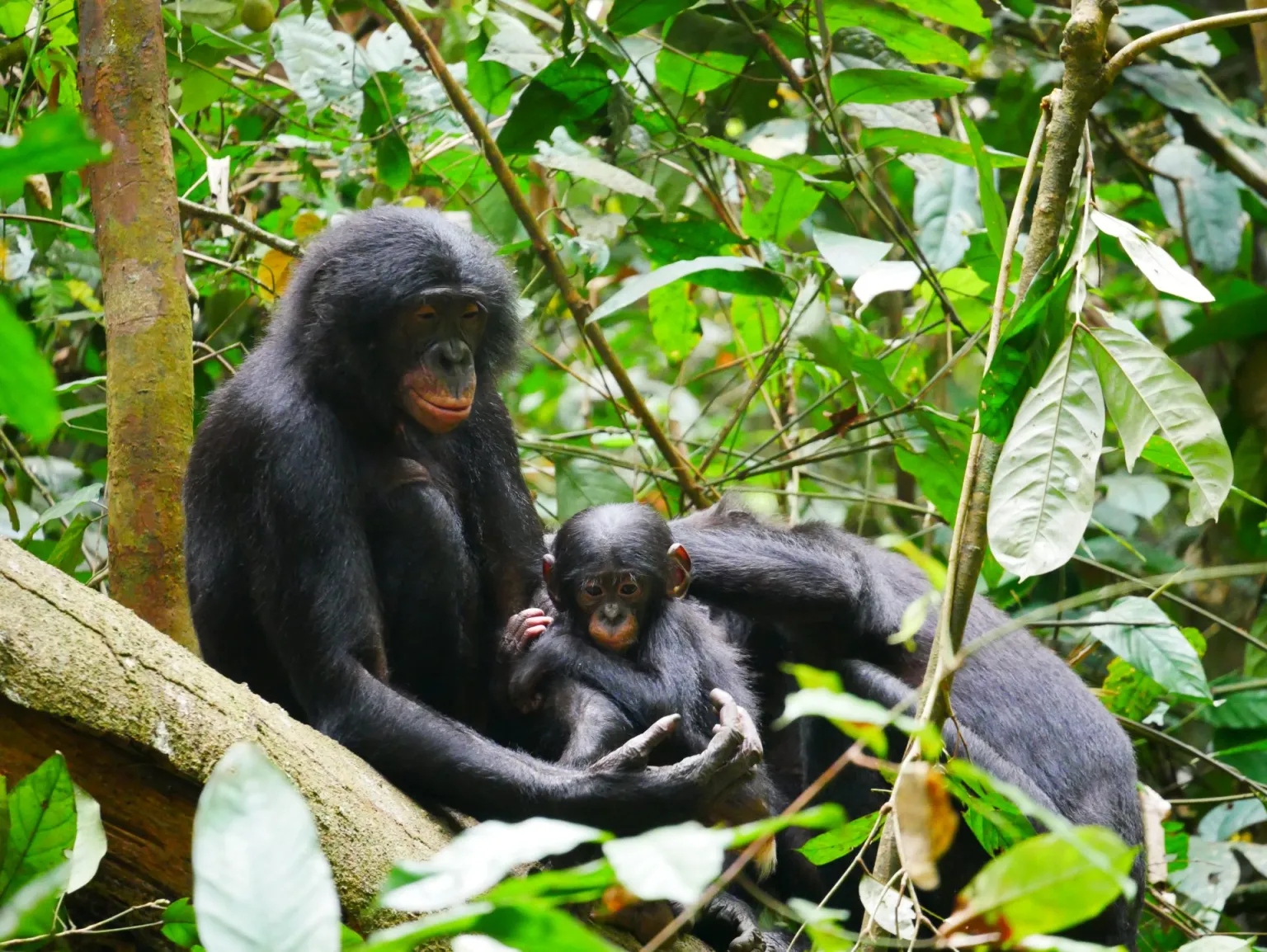 Photograph of bonobos in Kokolopori Bonobo Reserve (Democratic Republic of Congo)