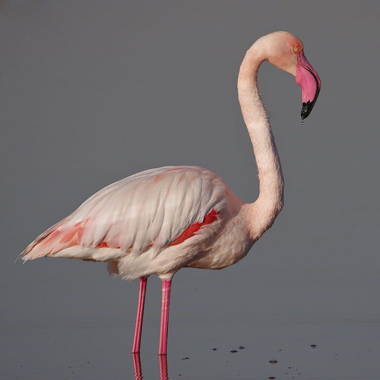 Wikimedia/Elgollimoh