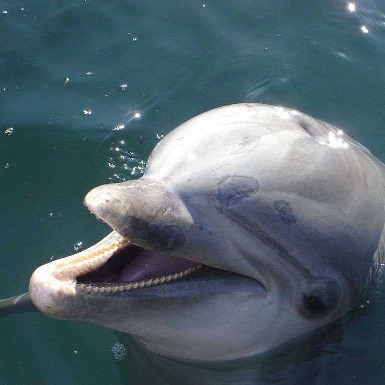 Dolphins, Like All Bisexuals, Are Misunderstood