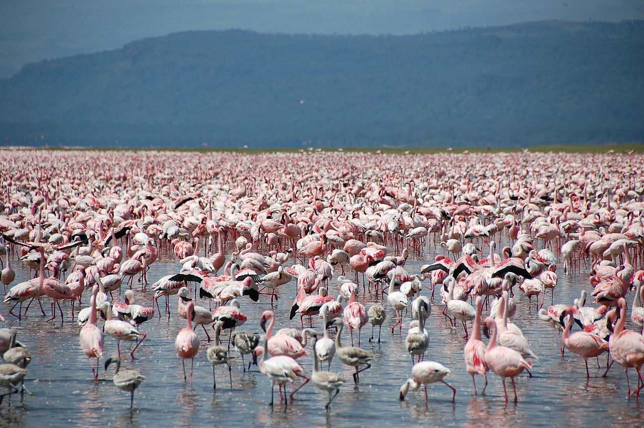 Colony of Lesser Flamingos at Lake Nakuru