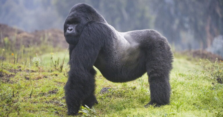 Nature’s Original Chest-Beating Badass Bisexuals