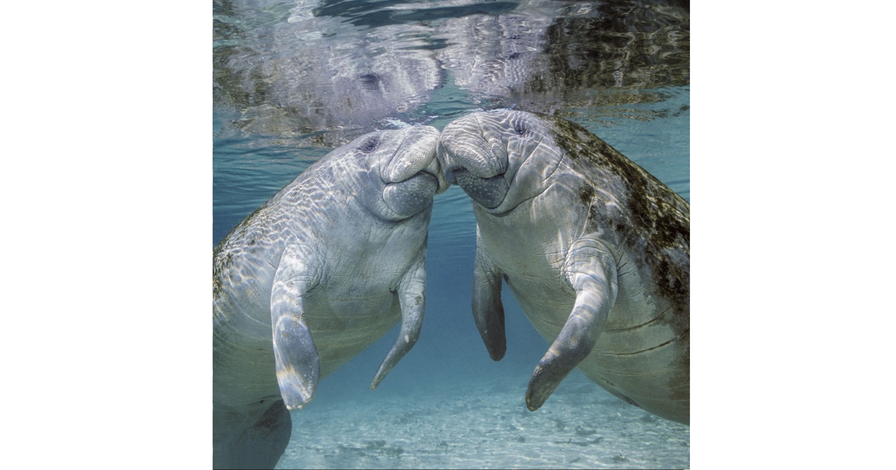 Manatees and the Art of Underwater Ragers - Bi.org