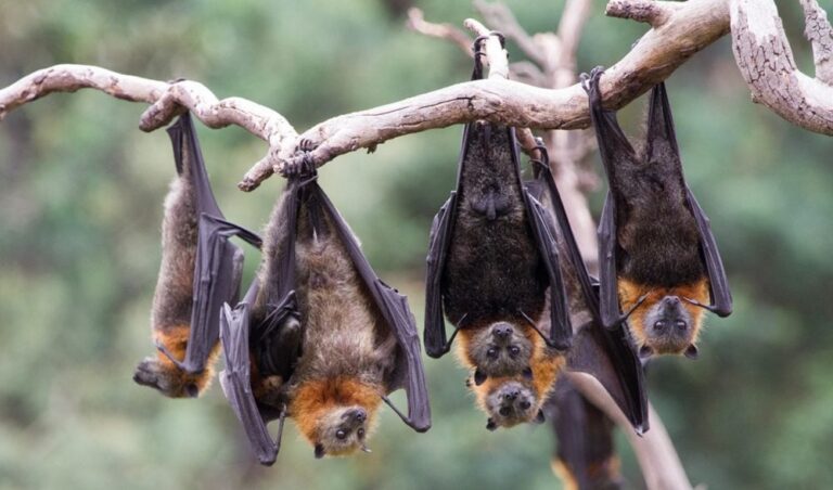 Bats Like To Get Freaky!