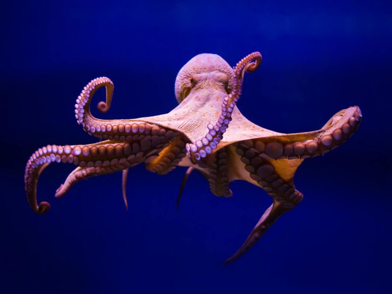 La extrema vida (bi)sexual de los pulpos