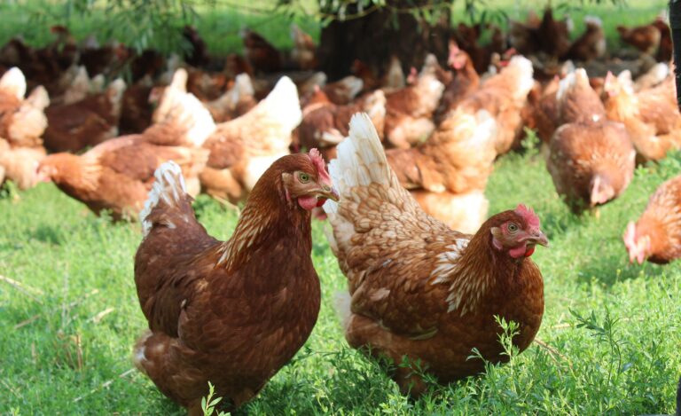 ¿Por qué la gallina se cruzó al otro lado?